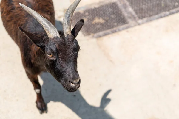 Portrait Goat Farm Village Zoo Blurry Nature Background Goat Goatling — Stock Photo, Image