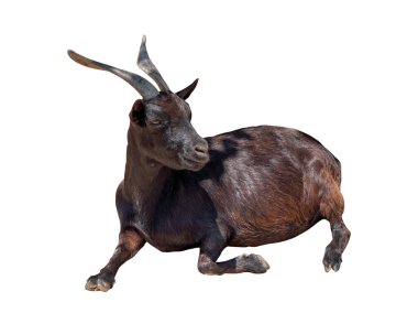 Beyaz arka planda izole edilmiş yalancı kara keçi portresi. Fedakârlık Bayramı. 