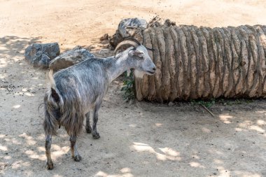Köydeki bir çiftlikte keçi portresi ya da bulanık doğa arka planında hayvanat bahçesinde. Tarlada keçi ve keçi. Fotokopi alanı olan fotoğraf. Fedakârlık Bayramı. 