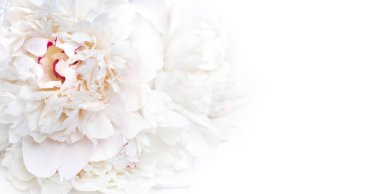White Peony Flowers. Floral background with copy space. 