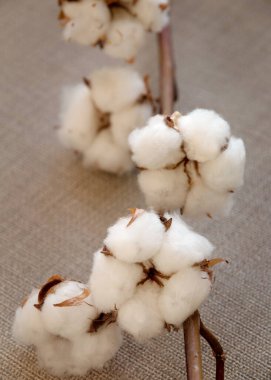 Cotton Flower branch on burlap material background