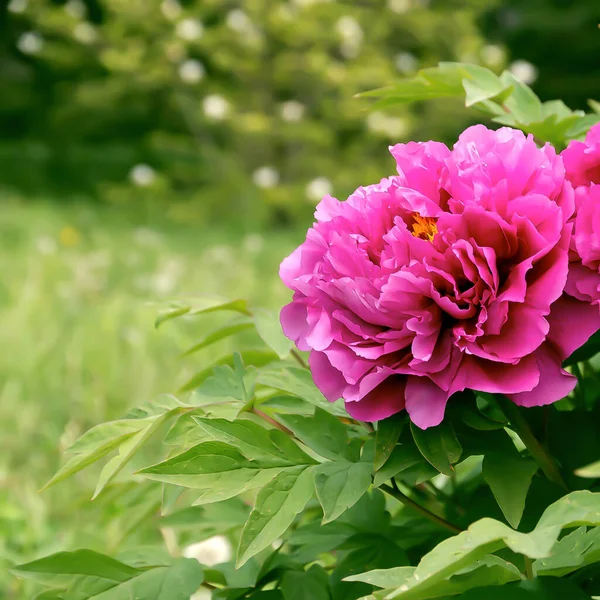 Blossom Pink Peony. Spring Flowers in the Park. 