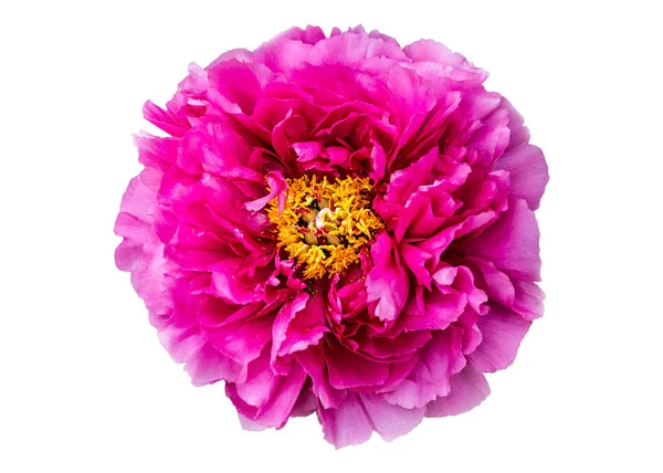 Крупный План Пышный Розовый Пион Цветок Изолирован Белом Фоне Стоковое Изображение