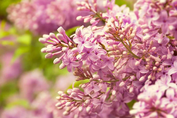 Toned Blurred Purple Liliac Blossoming Flower Background Royalty Free Εικόνες Αρχείου