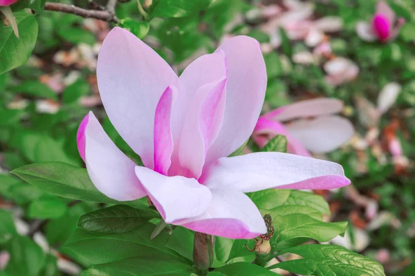 Magnolia Flor Rosa Árvore Fotografias De Stock Royalty-Free