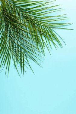 Nane yeşili arka plana karşı yaz yeşili palmiyeler. Asgari görünüm konsepti. Olumsuz arkaplan ile yaratıcı arkaplan.
