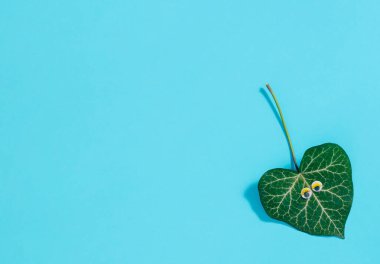 Pastel mavi arka planda gözleri olan doğal yeşil bir yaprak. Kopya alanı ile en az bahar ya da yaz konsepti. Düz yatıyordu.
