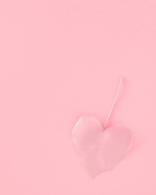 Yumuşak pembe arka plan ve boyalı yaprak. Asgari pastel kavram. Düz yatıyordu.