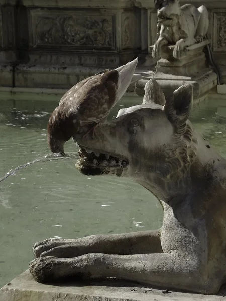 Güvercin, Siena, İtalya Fonte Gaia içme