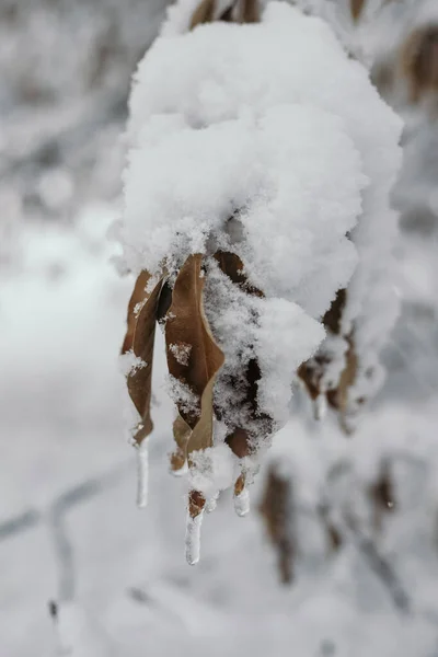 Besneeuwde Winter Het Park — Stockfoto