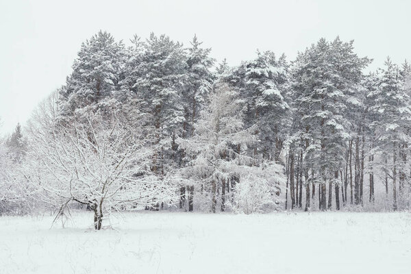 снежная зима в парке