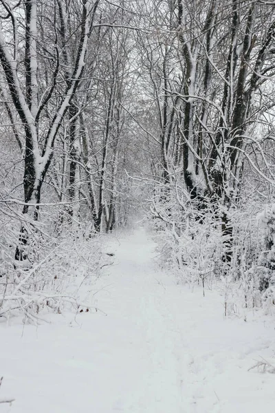 Снежная Зима Парке — стоковое фото