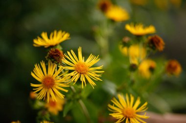 Bahçedeki sarı papatyalar