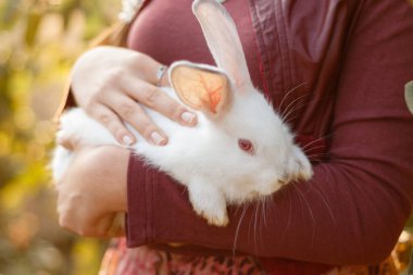 Kollarında beyaz bir tavşan tutan kız