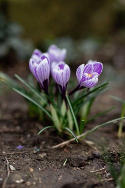 Baharda bahçede çiçek açan timsahlar.
