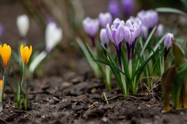 Baharda bahçede çiçek açan timsahlar.