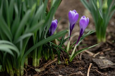 Baharda bahçede çiçek açan timsahlar.