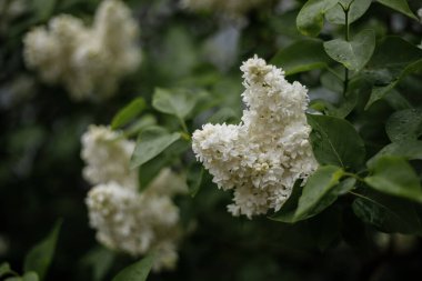 Yağmurdan sonra açan beyaz leylak