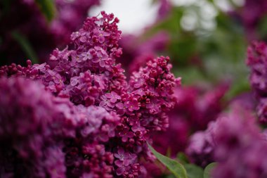 Yağmurdan sonra bahçede büyük leylak dalları açar.