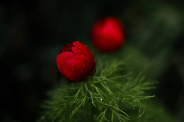 Bourgeon Rouge Une Fleur Rare Pivoine Feuilles Étroites Après Pluie — Photo