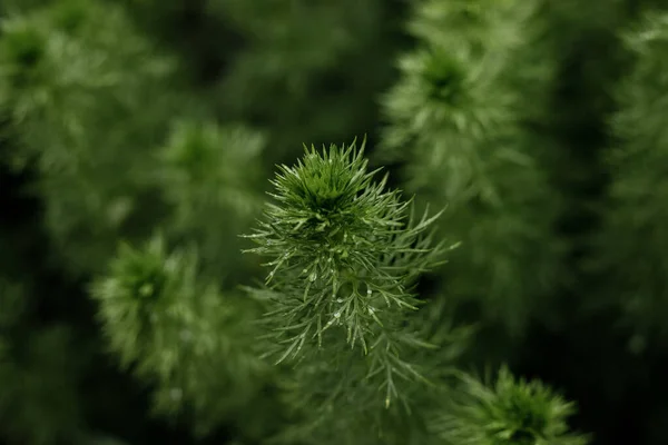 Röd Knopp Sällsynt Blomma Trångbladig Pion Efter Regn — Stockfoto