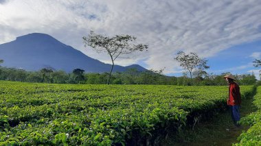 Wonosobo Regency, Central Java 'da Sindoro Dağı manzaralı bir çay bahçesi.