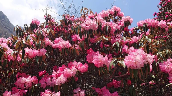 Pink Flowers Mountain Nepal — Stock Photo, Image