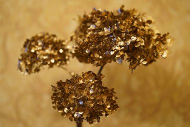 İç kısımda ortancalardan ve üzümlerden yapılmış altın dekoratif ağaç..