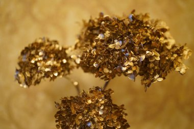 İç kısımda ortancalardan ve üzümlerden yapılmış altın dekoratif ağaç..