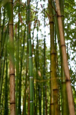 Japonya 'daki yeşil bambu ormanı.