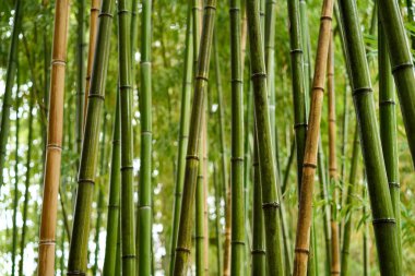 Japonya 'daki yeşil bambu ormanı.