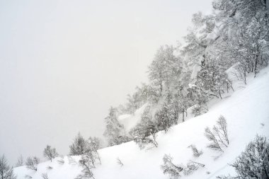 Kar, Krasnaya Polyana, Soçi, Rusya 'da soğuk bir kış günü ağaçları kapladı..                