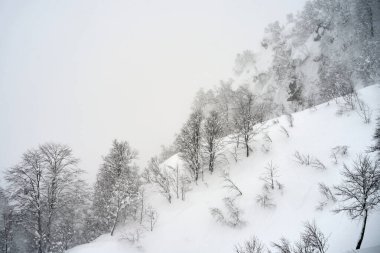 Kar, Krasnaya Polyana, Soçi, Rusya 'da soğuk bir kış günü ağaçları kapladı..                