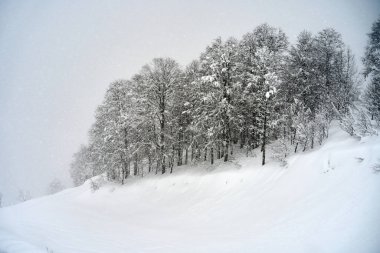 Kar, Krasnaya Polyana, Soçi, Rusya 'da soğuk bir kış günü ağaçları kapladı..                