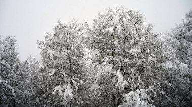 Kar, Krasnaya Polyana, Soçi, Rusya 'da soğuk bir kış günü ağaçları kapladı..                