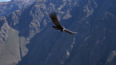 Condor, uçuş