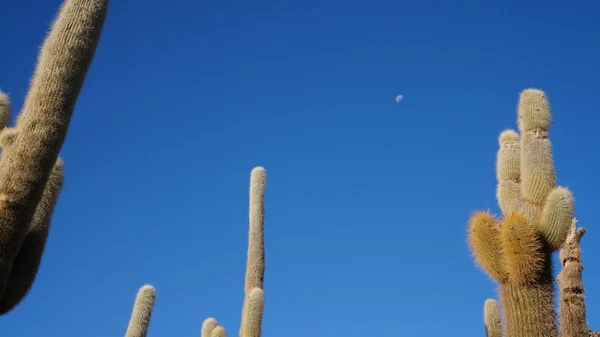 Cactus and moon — Stock Photo, Image