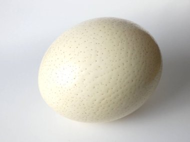 Devekuşu yumurtasına yaklaş.