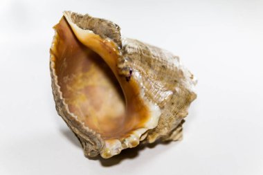 Beyaz arkaplanda deniz kabuğu