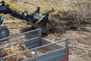 İnşaat alanındaki bir yükleyici kovaya odun atıkları yüklüyor. Bölgedeki temizlik ve düzeni korumak için peyzaj düzenleme mekanizması..