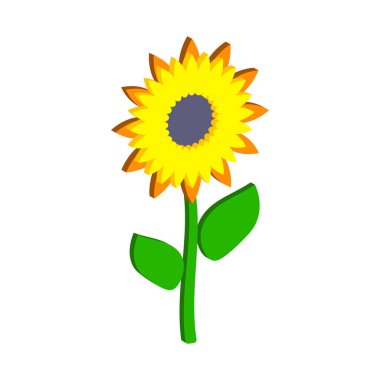 Beyaz arka planda izole edilmiş ayçiçeği. Isometric ve 3D görünüm.