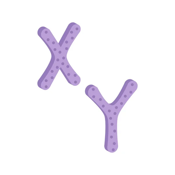 在白色背景上分离的X染色体和Y染色体 等距和三维视图 — 图库矢量图片