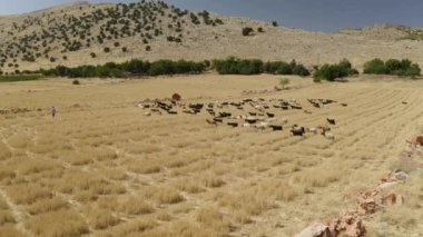 İnekler ve çiftçileri Türkiye 'de bir tarlada.