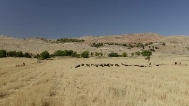 Troupeau de vaches dans un paysage sablonneux. — Video