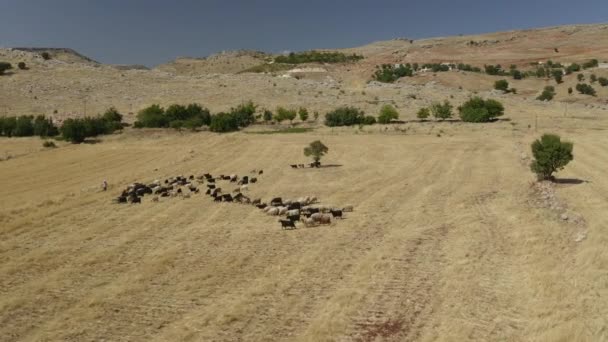 Rebaño de vacas y su agricultor en un campo en Turquía. — Vídeos de Stock