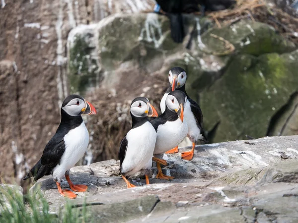 Farne Island Puffins