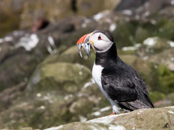 Farne Island Puffins