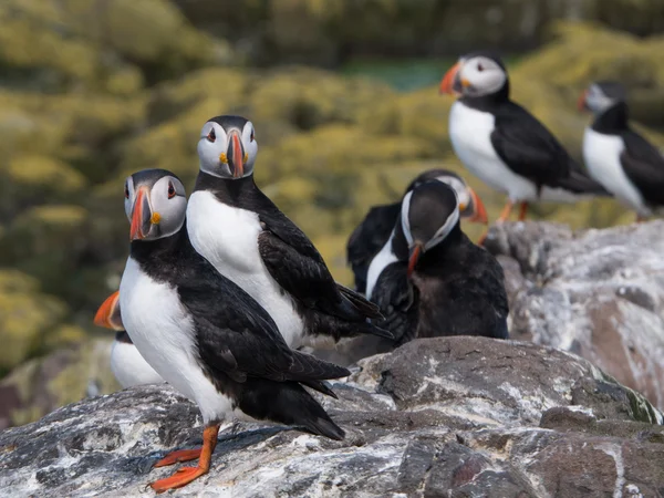 Farne Island Puffins