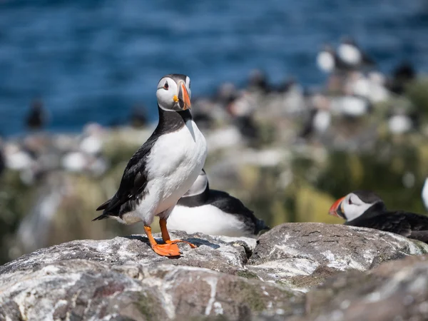 Farne 섬 Puffins — 스톡 사진