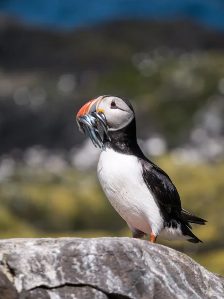 Farne Island Puffins